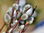 Смотреть трансляцию Всенощное бдение в канун Вербного воскресенья 11.04.2020