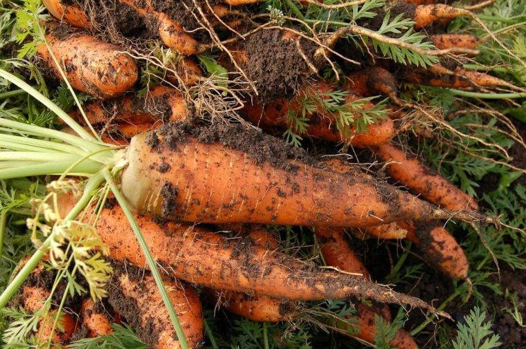 Как получить хороший урожай моркови в открытом грунте?