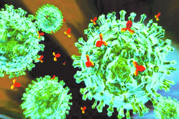 Человечество от коронавируса спасут ламы
