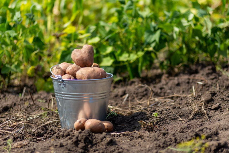 Посадка картофеля в мае 2020 года по лунному календарю принесет хороший урожай