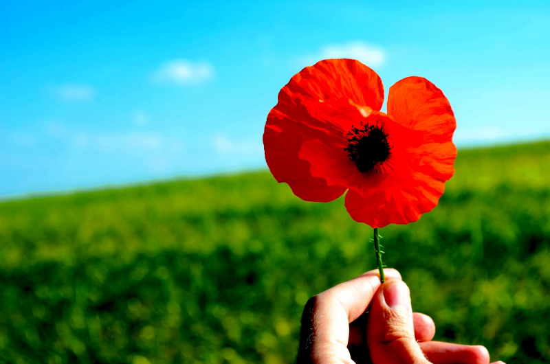 День памяти и примирения, посвящённый памяти жертв Второй мировой войны, отмечается 8 мая