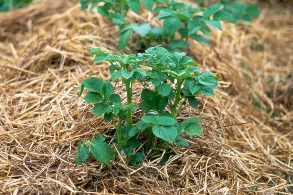 “Не нужно копать и пропалывать”: простой способ выращивания картофеля под соломой