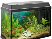 Как обустроить аквариум для рыбок?