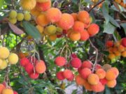 Где купить саженцы экзотических растений