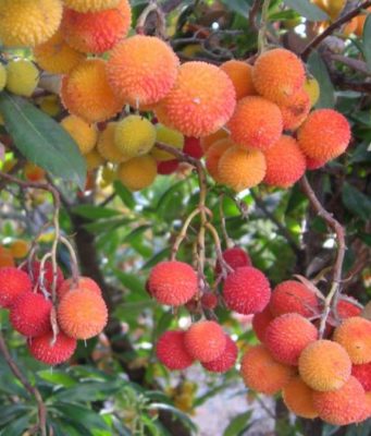 Где купить саженцы экзотических растений