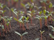 В какие дни высаживать рассаду в 2021 году, чтобы она прижилась и дала урожай