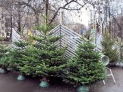 Известны адреса елочных базаров в Москве в 2020 году