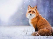 Какой праздник отмечают сегодня, 15 декабря 2020 года, народные приметы и характеристики дня