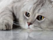 Учеными обнаружено, что через царапины кошек передаются бактерии Bartonella henselae, влияющие на мозг человека