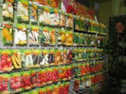 Семена 2021: обзор редких сортов томатов и места покупки посевного материала