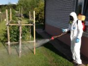 Уничтожение клещей на участке