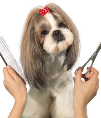 Груминг и стрижка собак являются обязательными в уходе за ними