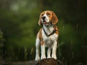 От каких факторов зависит здоровье питомца?