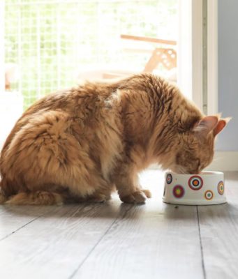 Как обеспечить правильное питание своему коту