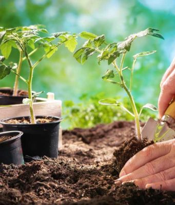 Советы по садоводству на 2021 дачный сезон