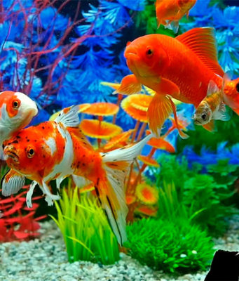 С какими задачами справляется фильтр для аквариума?