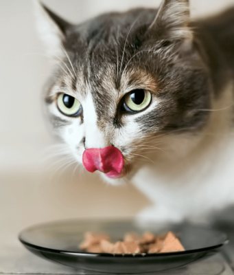 Почему владельцы котов отдают предпочтение консервам?