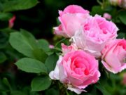 Как бороться с вредителями роз