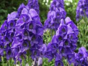 Выращивание аконита: уход за растением