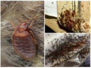 Клопы в доме: как избавиться раз и навсегда?