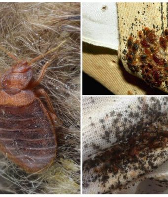 Клопы в доме: как избавиться раз и навсегда?