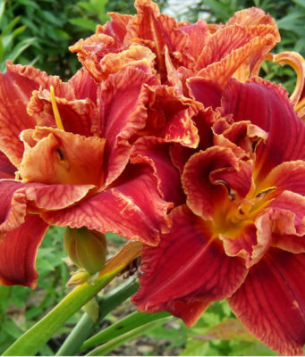 Низкорослые лилейники: виды и советы по выбору