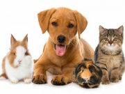 Необходимые товары для любимых питомцев