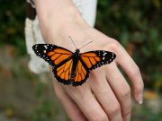 Живые бабочки: где приобрести