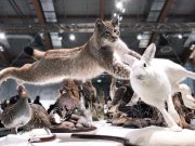 Мастерская таксидермии: где купить чучела животных