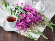 Иван-чай: особенности и польза напитка