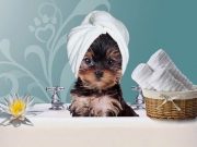 Груминг: забота о здоровье и гигиене домашних животных