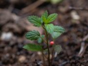 Саженцы ягодных кустарников — выбор, посадка и уход