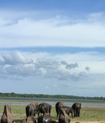 Шри-Ланка: незабываемые экскурсии по острову драгоценностей