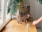 Как избавиться в квартире от запаха кошачьей мочи