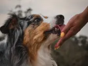 Консультация кинолога-зоопсихолога: как она помогает понять собаку