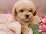 Мальтипу: почему стоит завести этого очаровательного щенка