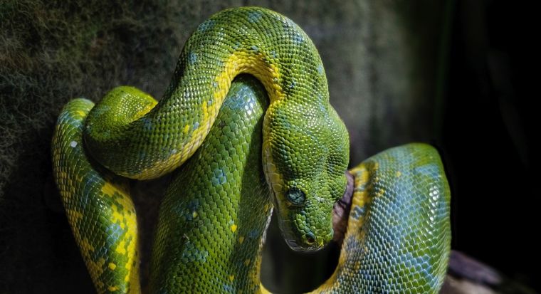 Толкование снов о змеях по Фрейду, Ванге и другим известным сонникам