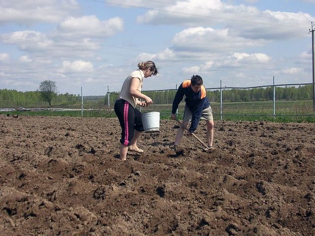 Уникальный «голландский» метод посадки картофеля поможет собрать 50 ведер урожая
