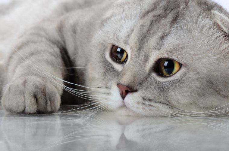 Учеными обнаружено, что через царапины кошек передаются бактерии Bartonella henselae, влияющие на мозг человека
