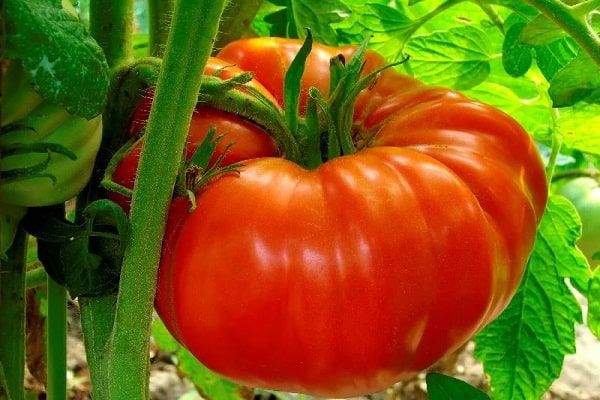 Семена 2021: обзор редких сортов томатов и места покупки посевного материала